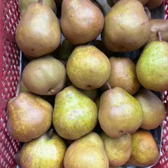 LaFrance đến từ tỉnh Yamagata, hơi mềm 23 kg, có lý do