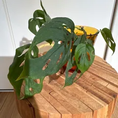 25 モンステラ ラニアータ 7本bộ マドカズラ 希少 観葉植物 Xanh lá 発根済み