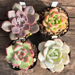 【9-14】多肉植物４点bộ（現品限り）