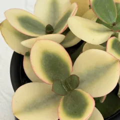 多肉植物 黄金花月 4号鉢 （2026年9月24日撮影）