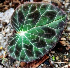 超レア　希少loại　原loại　ワイルド　極美　ベゴニア　フルグラータ　Begonia 　fulgruata　パルダリウム　球根